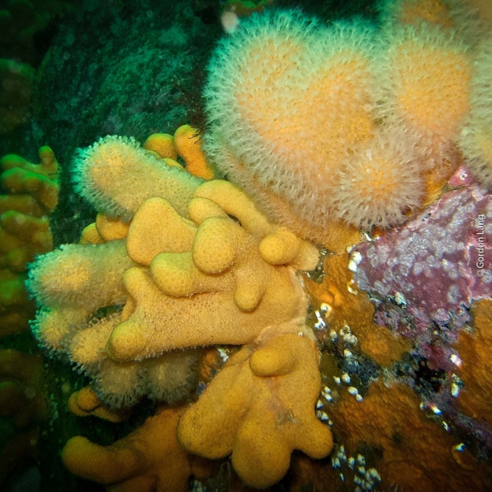 Deadmen's Fingers - C-Divers - Central Scotland Dive Club