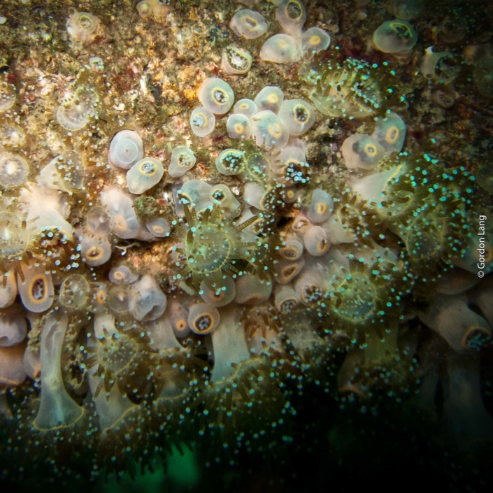 Jewel Anemones - C-Divers - Central Scotland Dive Club