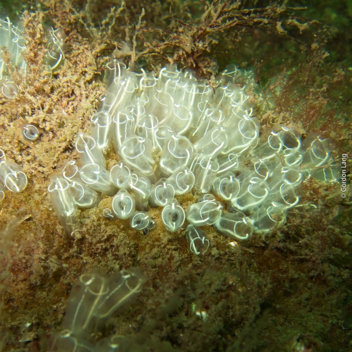 Lightbulb Sea Squirts - C-Divers - Central Scotland Dive Club