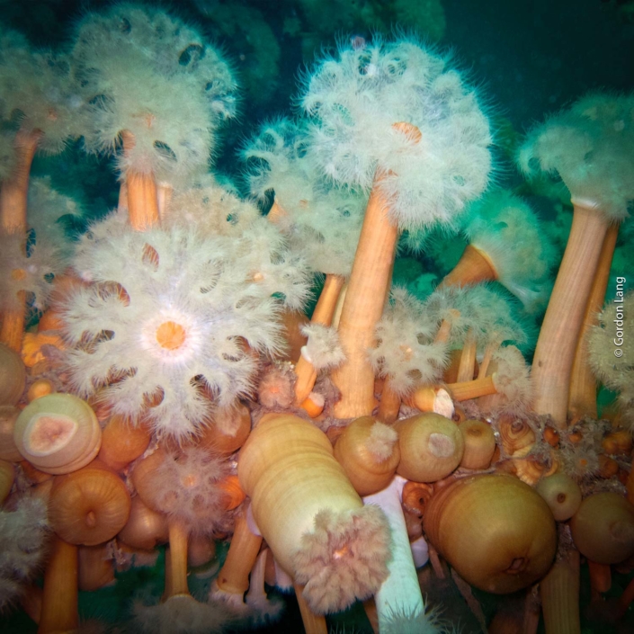 Plumose Anemones - C-Divers - Central Scotland Dive Club